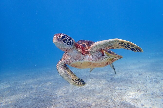 Okinawa Miyako 3set Beach SUP, Snorkeling,Pumpkin Cave,Canoeing - SUP on Miyako water: balance practice with real payoff