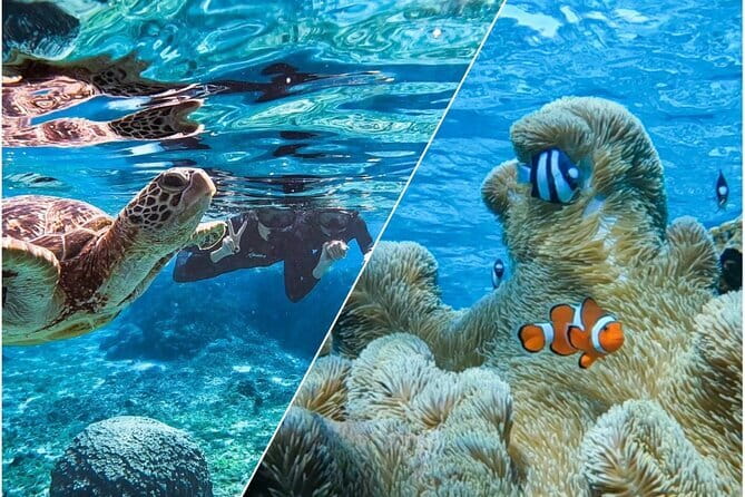 Okinawa Miyako Sea turtle Snorkeling Free Pick up and Drop off - Getting There: Shigira Beach Meeting Point and How Pickup Works