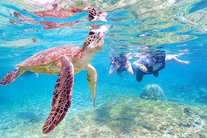 Okinawa Miyako Sea turtle Snorkeling Free Pick up and Drop off - What Happens Before You Hit the Water