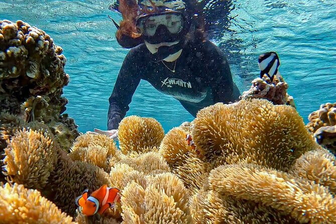Okinawa Miyako Sea turtle Snorkeling Free Pick up and Drop off - English Support and Guide Style: What to Expect from Taku and Others