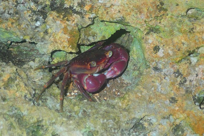 Okinawa Miyako Star Gazing & Subtropical Jungle Night Tour - Wildlife moments: coconut crabs, plants, and the reality of “maybe”