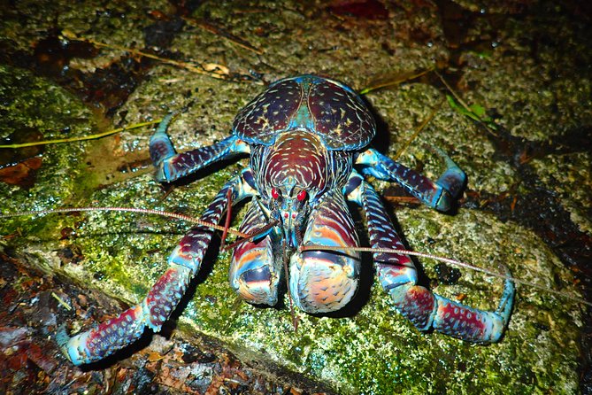 Okinawa Miyako Star Gazing & Subtropical Jungle Night Tour - Stargazing time: what makes it different from daytime views