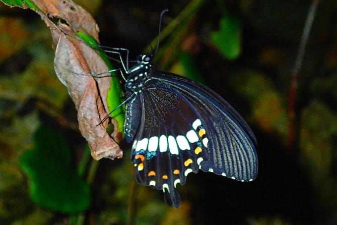 Okinawa Miyako Star Gazing & Subtropical Jungle Night Tour - Safety, comfort, and the rules that keep things smooth