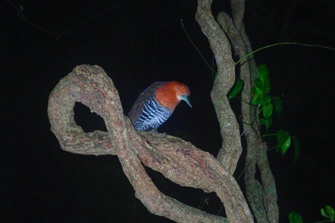 Okinawa Miyako Star Gazing & Subtropical Jungle Night Tour - Arachno-phobia warning: the one drawback to take seriously