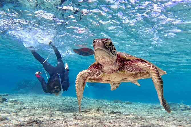 Okinawa Miyakojima 1 day Sea Turtle Snorkeling & Pumpkin Cave & Sea Kayak - Your Day Starts at Miyako ADVENTURE PiPi, Then It’s Straight to the Water