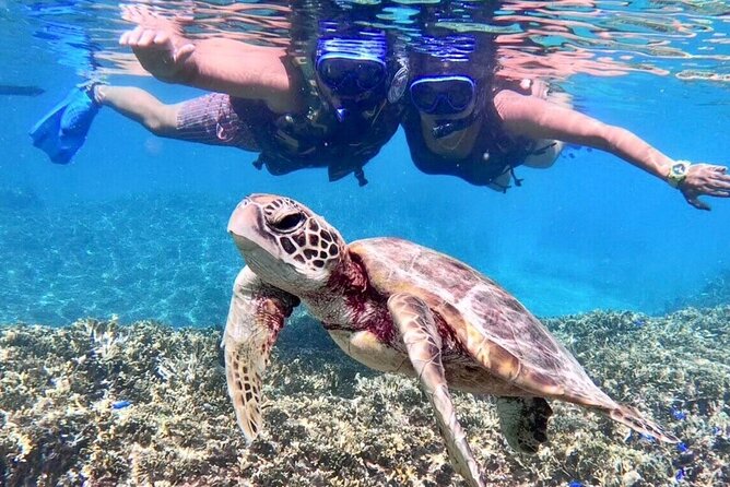 Okinawa Miyakojima 1 day Sea Turtle Snorkeling & Pumpkin Cave & Sea Kayak - Sea Turtle Snorkeling With Fins, Mask, and a Real Safety Setup