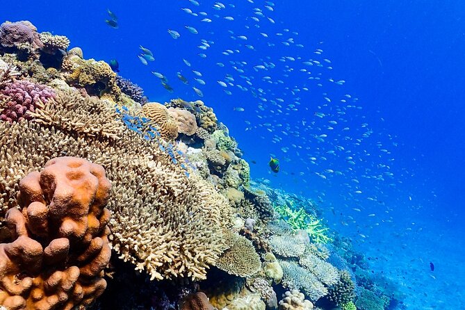 Okinawa: Scuba Diving Tour with Wagyu Lunch and English guide - Should you book Ocean Lounge for wagyu and underwater time?