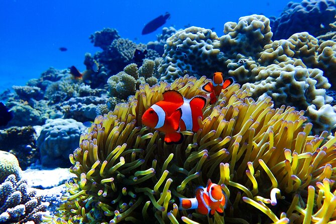 Okinawa: Scuba Diving Tour with Wagyu Lunch and English guide - Sesoko Jima: tunnels, caverns, and swim-throughs with sea life