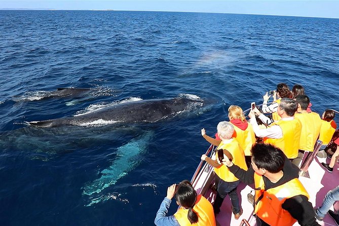 Okinawa Whale Watching From Naha - Price and value, about $38 for a whale-filled half day