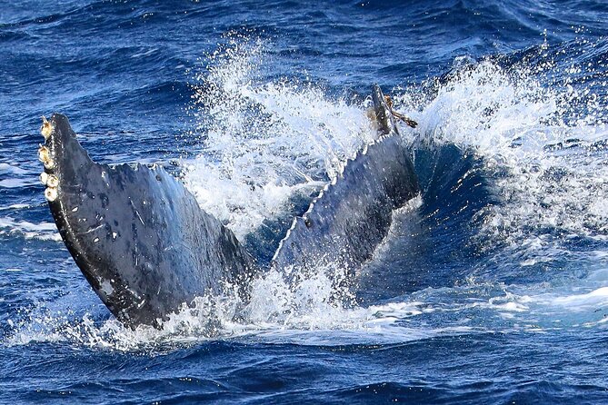 Okinawa Whale Watching From Naha - What the 2-deck fast yacht feels like in real life