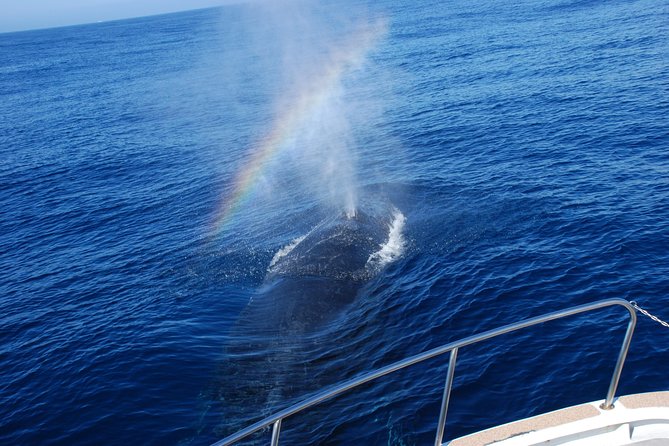 Okinawa Whale Watching From Naha - The whale-watching action: what to expect once the search starts