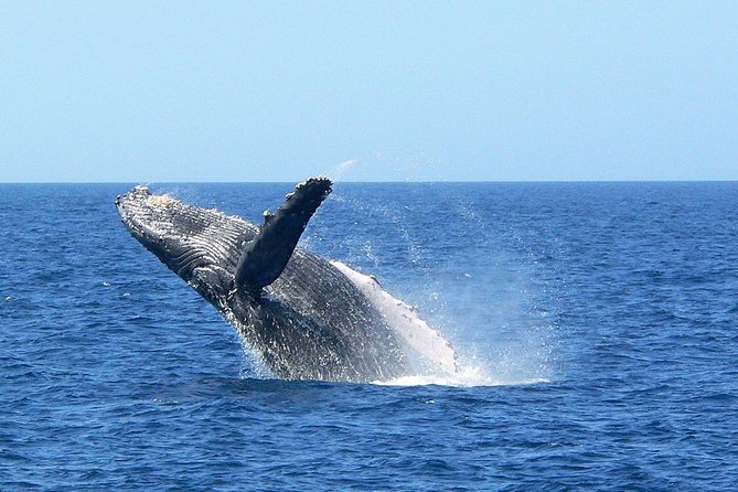 Okinawa Whale Watching From Naha - The guide and onboard education: turning a sighting into understanding