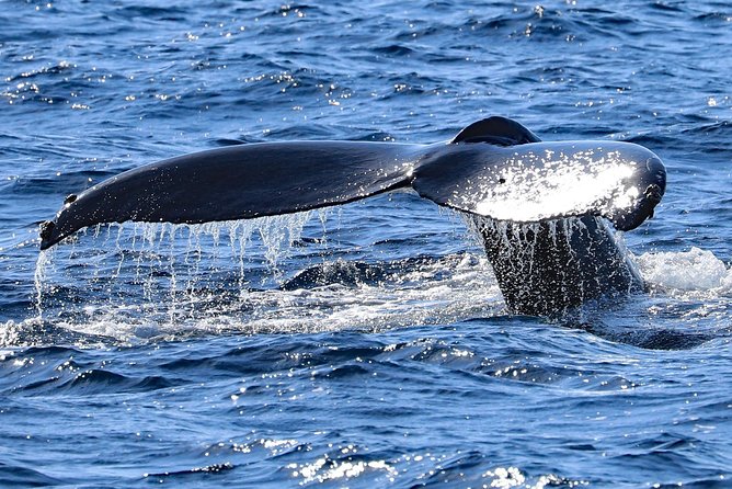 Okinawa Whale Watching From Naha - Drinks, rain gear, and the small comfort details that matter offshore