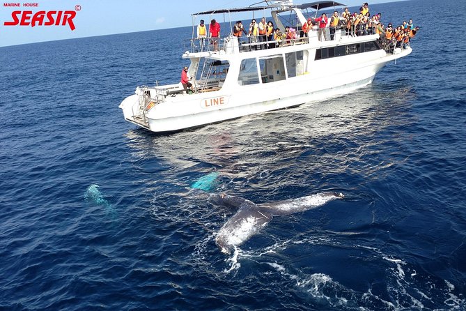 Okinawa Whale Watching From Naha - Who this trip fits best