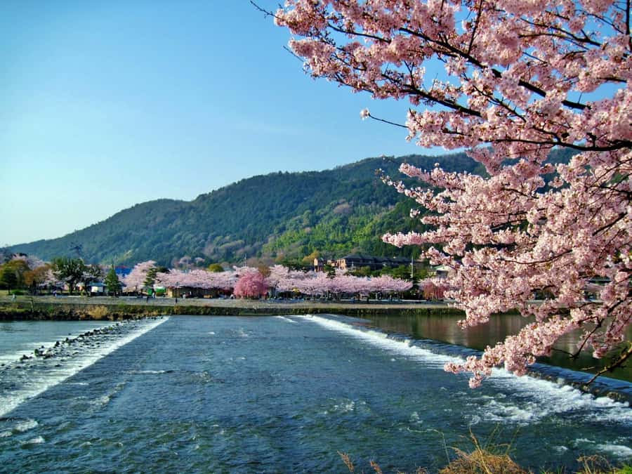 Osaka/Kyoto: Arashiyama, Nara & Fushimi Inari Shrine w/Lunch - Should you book this Osaka to Kyoto day trip?