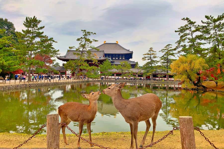 Osaka/Kyoto: Arashiyama, Nara & Fushimi Inari Shrine w/Lunch - Fushimi Inari Shrine: 1,000 torii gates and your crowd strategy