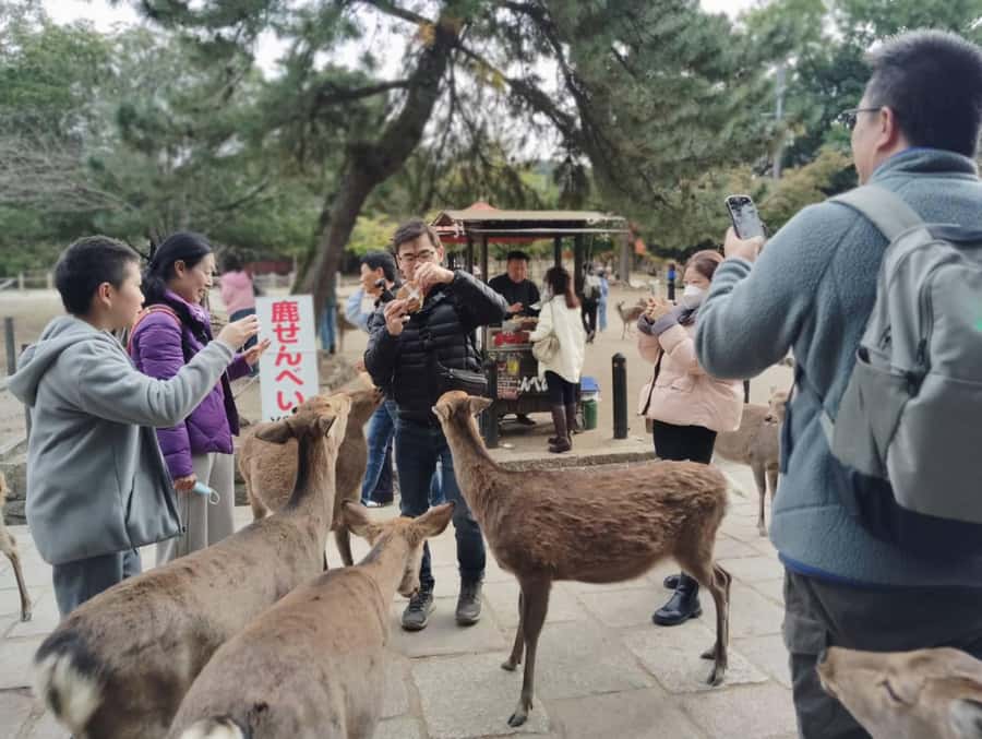 Osaka/Kyoto: Arashiyama, Nara & Fushimi Inari Shrine w/Lunch - Who this tour suits best, and who should choose differently