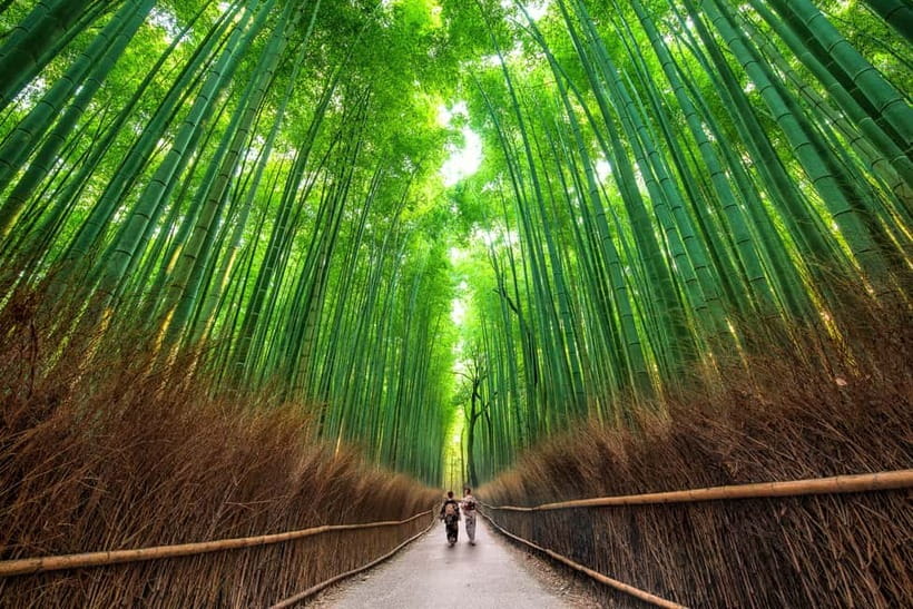 Osaka/Kyoto: Katsuoji, Kinkakuji, Arashiyama 1-Day Bus Tour - Arashiyama: slow nature time with iconic viewpoints