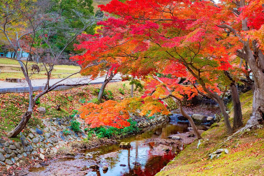 Osaka/Kyoto: Katsuoji, Kinkakuji, Arashiyama 1-Day Bus Tour - Arashiyama bamboo grove: the tranquility walk that earns its hype