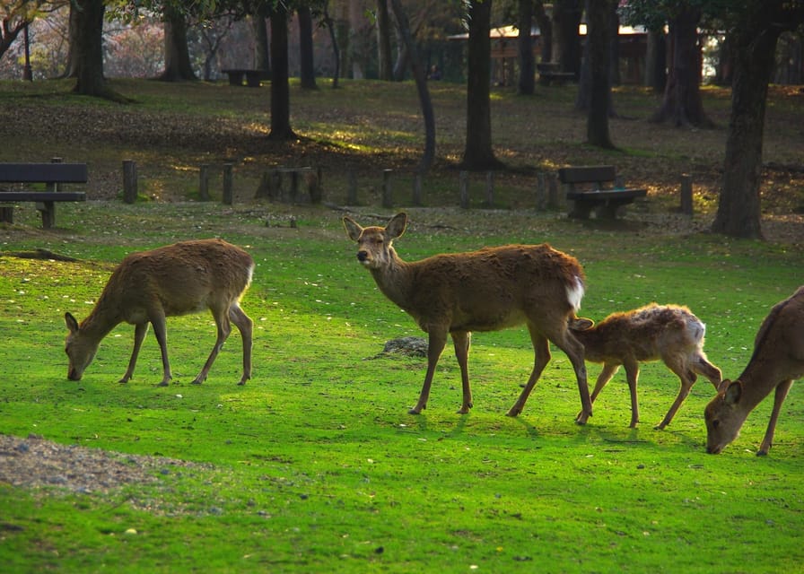 Osaka/Kyoto:Kinkakuji,Arashiyama,FushimiInariShrine,NaraPark - Guides and the day’s pacing: why names like Harry, Gary, and Tracy matter
