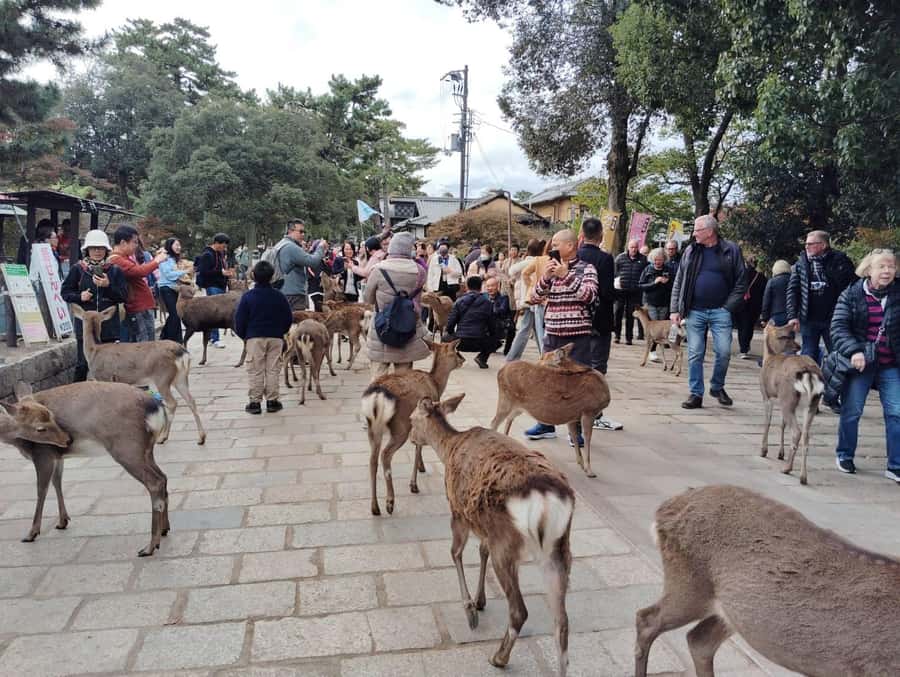 Osaka/Kyoto:Kinkakuji,Arashiyama,FushimiInariShrine,NaraPark - Nara Park deer first, then Todai-ji’s Great Buddha