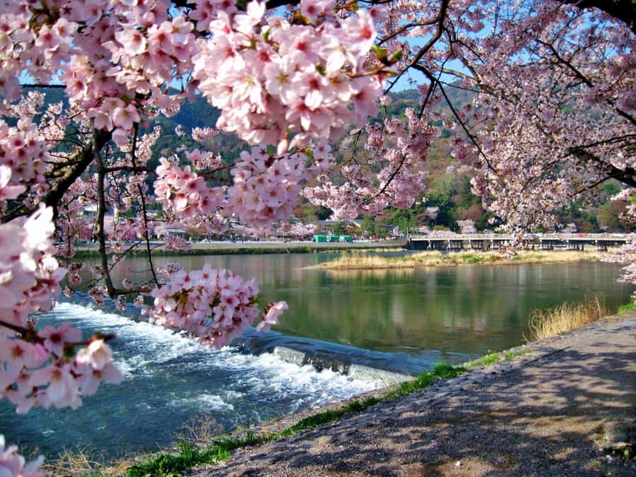 Osaka/Kyoto:Kinkakuji,Arashiyama,FushimiInariShrine,NaraPark - Arashiyama bamboo grove: the calming walk, and the crowd reality