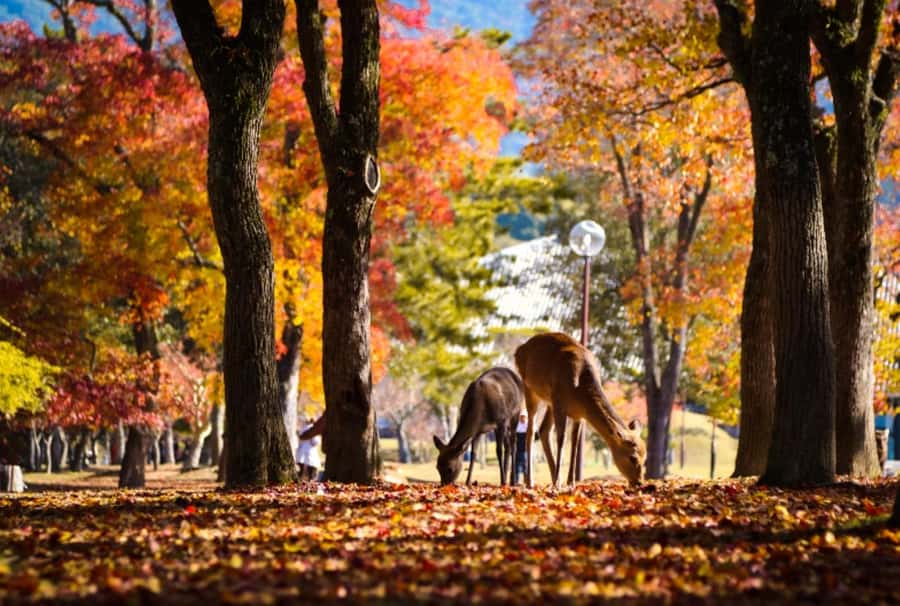 Osaka/Kyoto:Kinkakuji,Arashiyama,FushimiInariShrine,NaraPark - Fushimi Inari Shrine: the torii tunnel and what you’re actually walking through