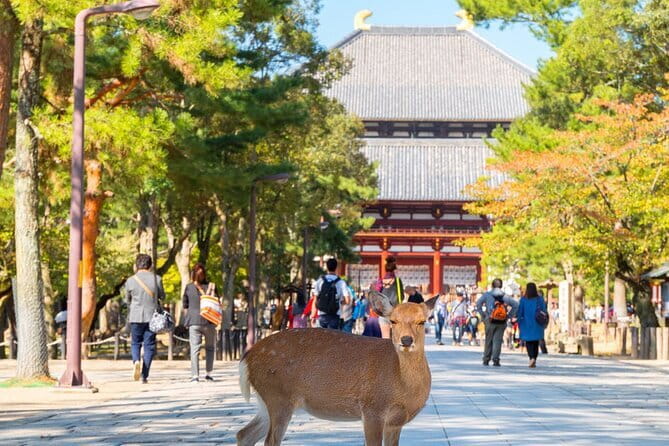 Osaka & Kyoto & Nara Top Hightlights English Speaking Tour - Fushimi Inari’s Senbon Torii: Freedom With a Clear Anchor