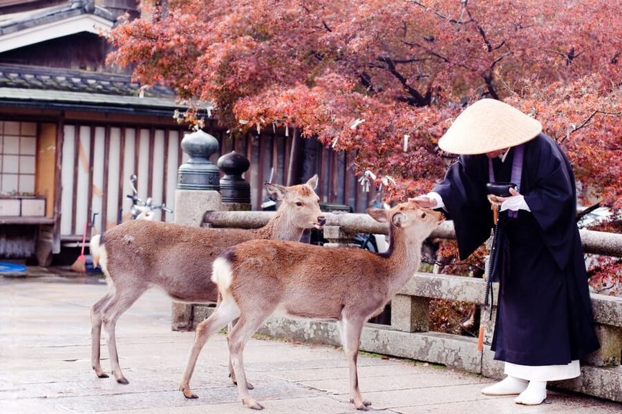 Osaka/Kyoto: Private Kyoto and Nara Day Trip - Kasuga-taisha: a shrine visit that keeps the tone quieter