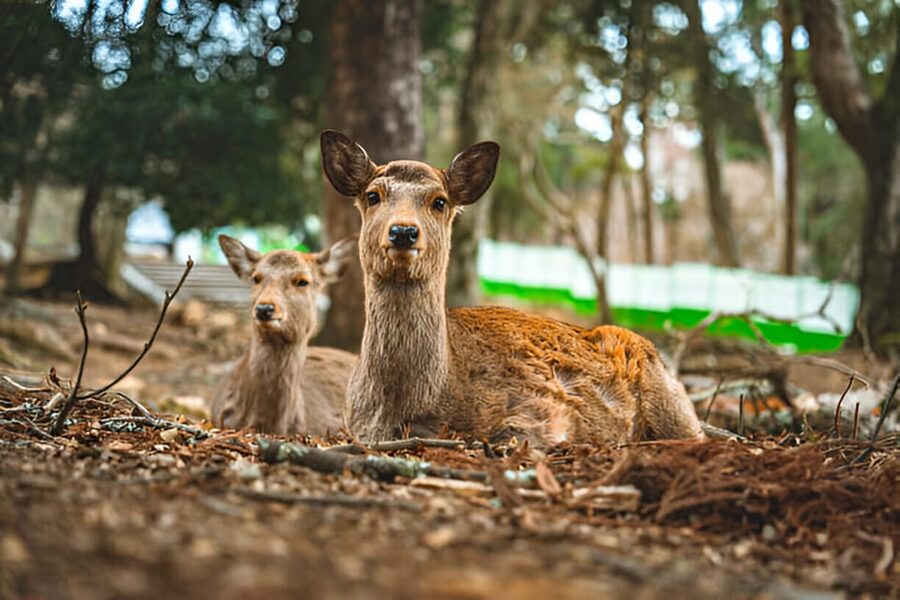 Osaka/Kyoto: Private Kyoto and Nara Day Trip - Budgeting for entry fees and lunch without stress