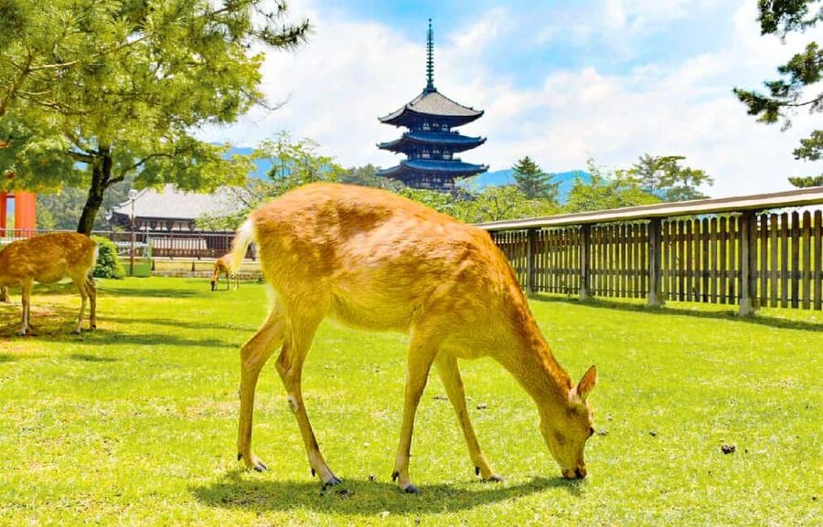 Osaka: Nara and Uji Day Trip with Deer Park and Hot Spring - Todai-ji and Kasuga Taisha: Great Buddha Meets a Lantern Sea