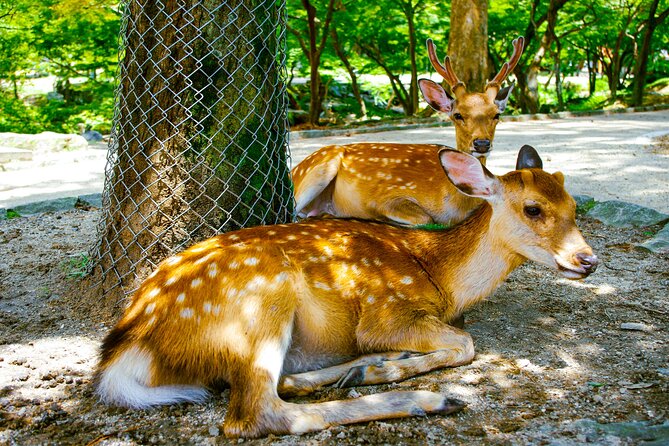 Osaka & Nara in 1-Day by Private Van with Local Expert Guide - How Daiki Fukashi-Style Guides Make It Feel Effortless