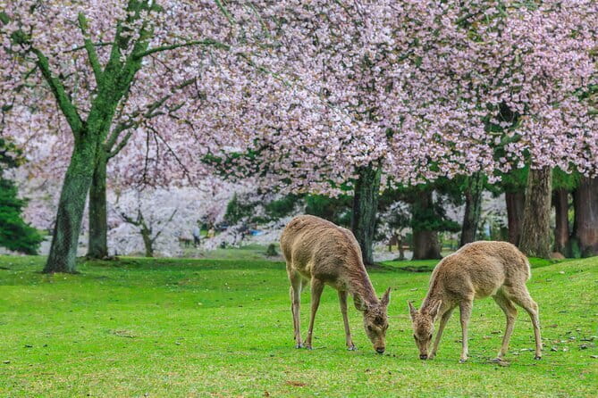 Otagi Nenbutsu Temple and Arashiyama Bamboo Forest Tour - Best Fit: Who This Tour Suits