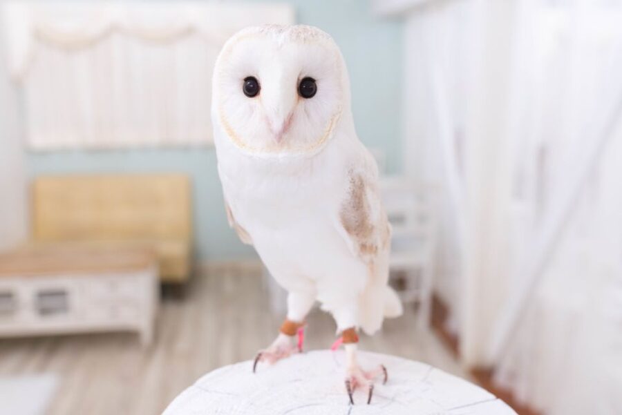 Owl Cafe Tokyo Akiba Fukurou - Key Highlights You Should Know