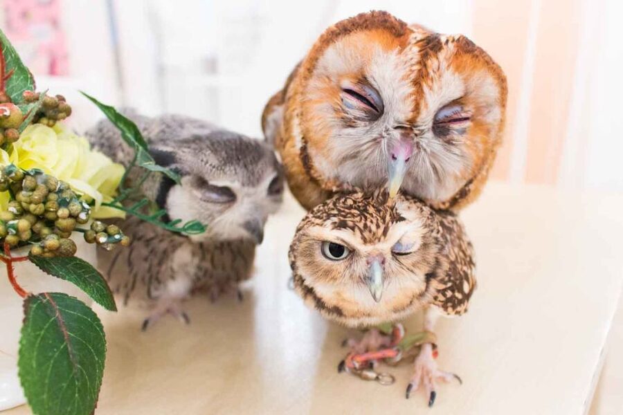 Owl Cafe Tokyo Akiba Fukurou - Who Should Book This Owl Encounter (and Who Might Skip)