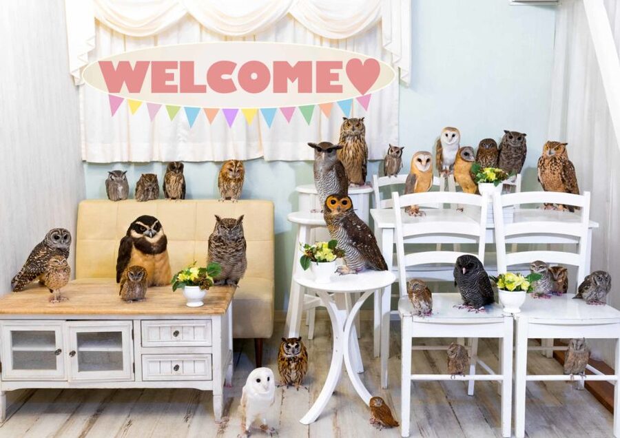 Owl Cafe Tokyo Akiba Fukurou - Akihabara Owl-Café Location: Finding Owl Café 67 Kanda Neribeicho