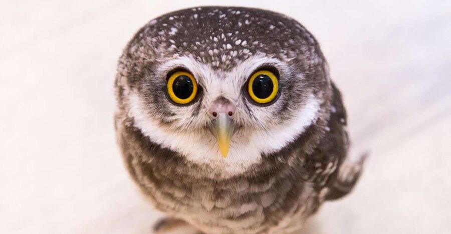 Owl Cafe Tokyo Akiba Fukurou - Staff Training: How You Learn Safe Touch and Owl Welfare Rules