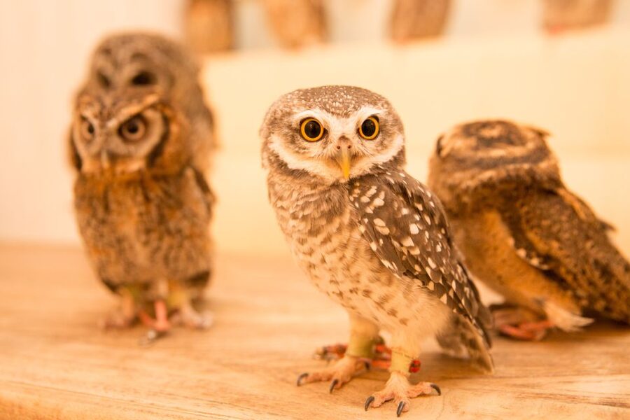 Owl Cafe Tokyo Akiba Fukurou - Meet Your Owl in the Quiet Room, Including Their Personalities