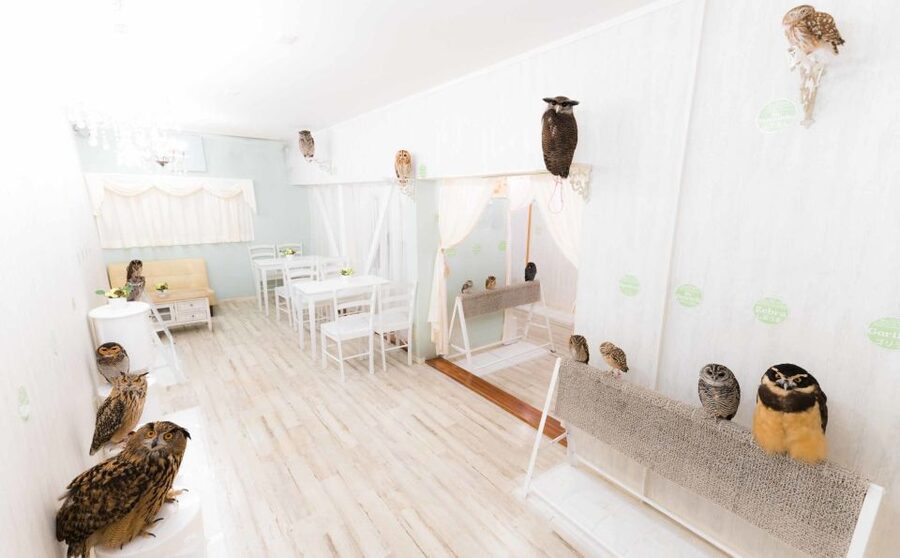 Owl Cafe Tokyo Akiba Fukurou - Holding Owls and Getting Close Without Feeling Rushed