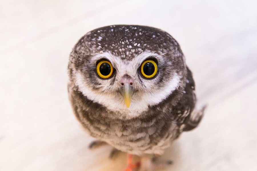 Owl Cafe Tokyo Akiba Fukurou - Photo Time: What’s Included and How to Get Better Pictures