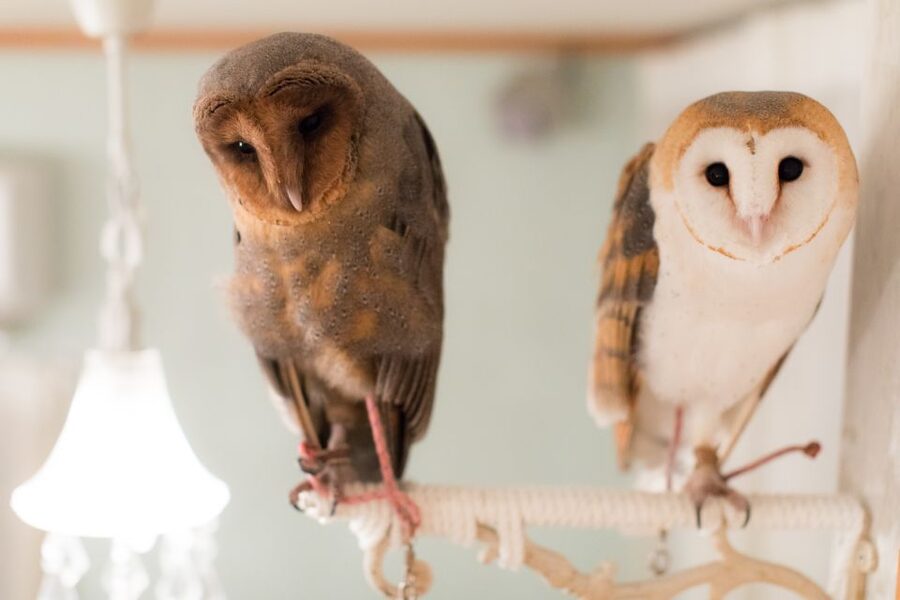 Owl Cafe Tokyo Akiba Fukurou - Is It Really a Cafe? Food, Drinks, and Your After-Session Options