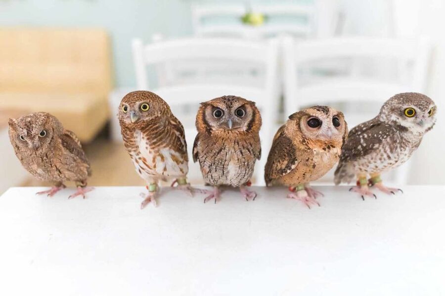 Owl Cafe Tokyo Akiba Fukurou - Price and Value: Is $35 Worth 50 Minutes in Tokyo?