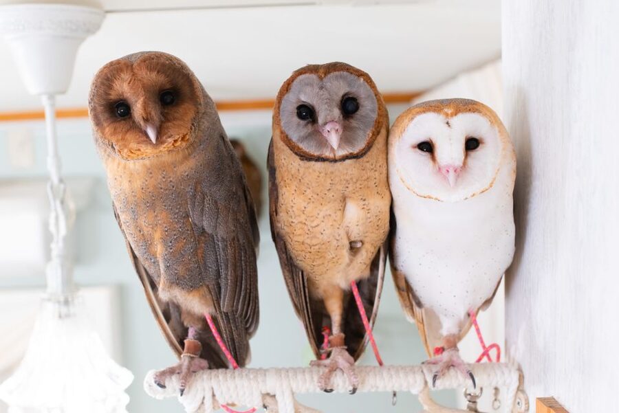 Owl Cafe Tokyo Akiba Fukurou - Reserved Entry and the 50-Minute Flow That Keeps Things Peaceful