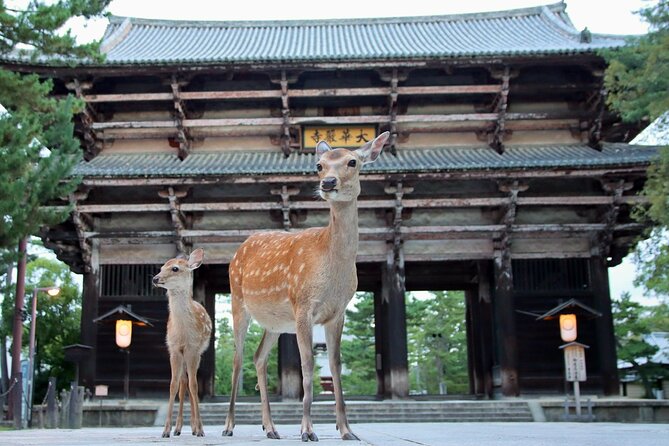 Perfect Nara Park Half-Day Bus Tour with English Speaking Guide - Key Highlights Worth Targeting