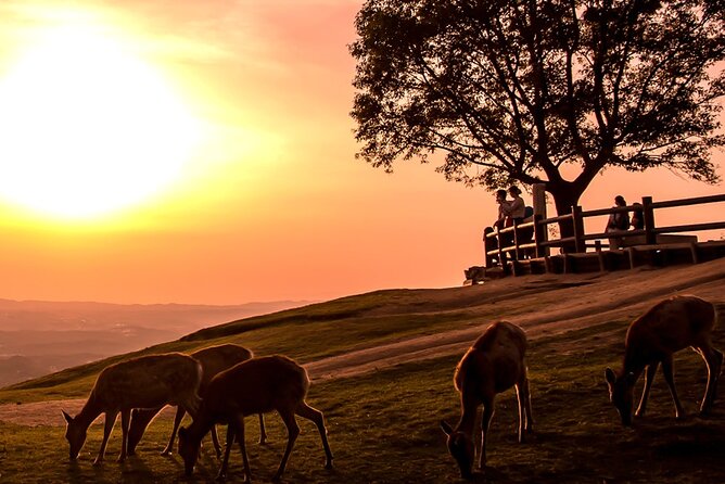 Perfect Nara Park Half-Day Bus Tour with English Speaking Guide - Price and Logistics That Actually Matter for a Half-Day