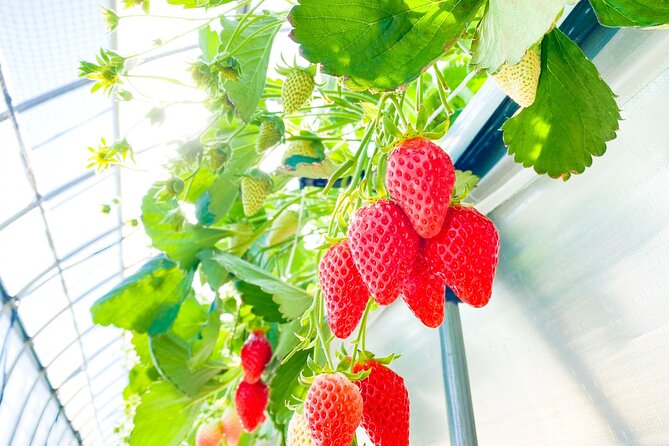 Play with Snow Crab Buffet Lunch and Strawberry Picking Bus Tour - Getting around and staying comfortable during the full 10 hours