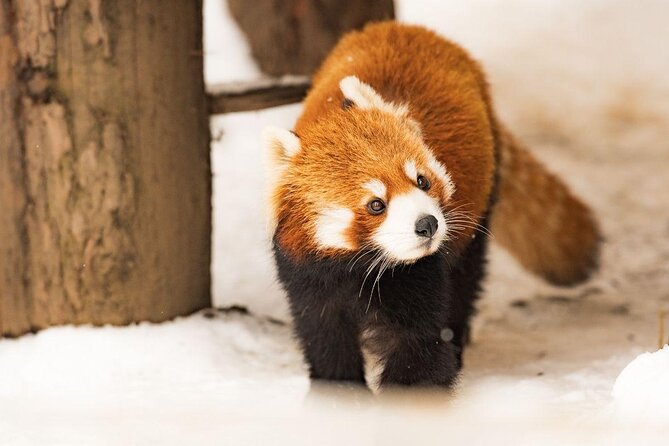 【Private Car】Asahiyama Zoo, Blue Pond, Shirahige Falls, Ningle Terrace (from Sapporo) - Key things to know before you go