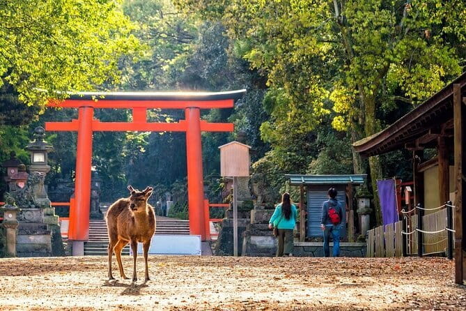 Private Kyoto Customizable Day Tour with English Speaking Driver - Kiyomizu-dera Pure Water Temple: a classic Kyoto anchor
