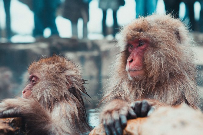 Private Nagano 1-Day Tour:Snow Monkeys,Zenko-ji,Obuse,Sake,Onsen - Why this Nagano day works so well (and for whom)