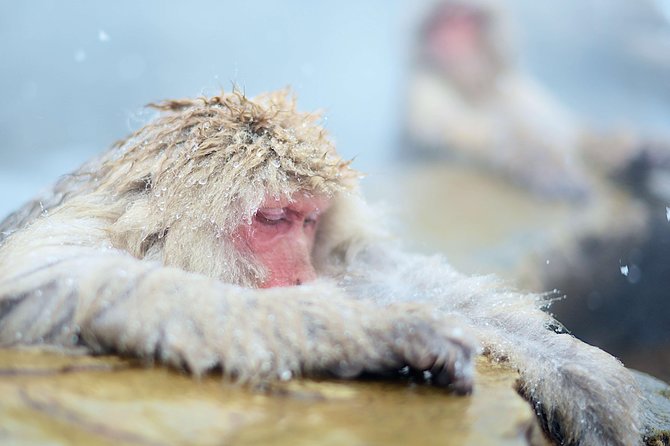 Private Nagano 1-Day Tour:Snow Monkeys,Zenko-ji,Obuse,Sake,Onsen - The private tour format: pace, photos, and the guide you get